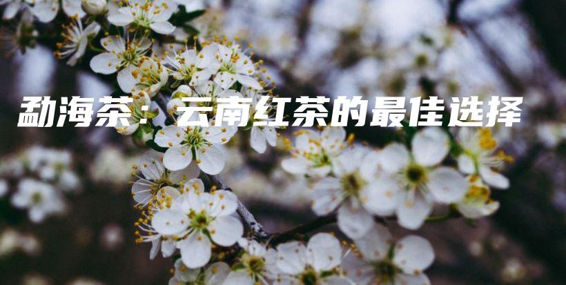 勐海茶：云南紅茶的最佳選擇插圖