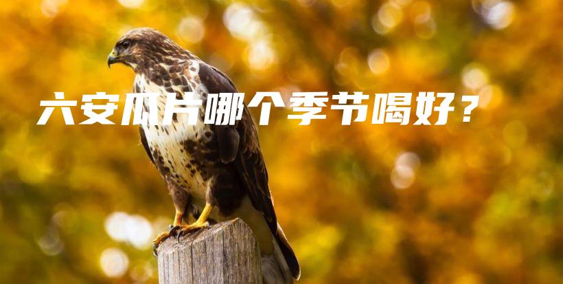 六安瓜片哪個季節(jié)喝好？插圖