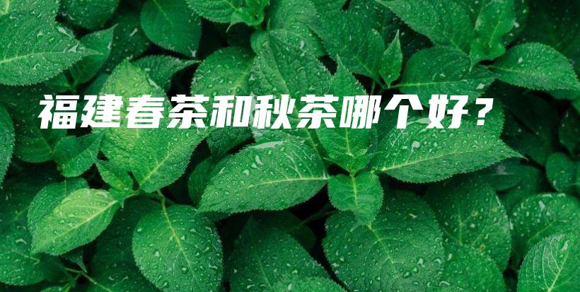 福建春茶和秋茶哪個好？插圖