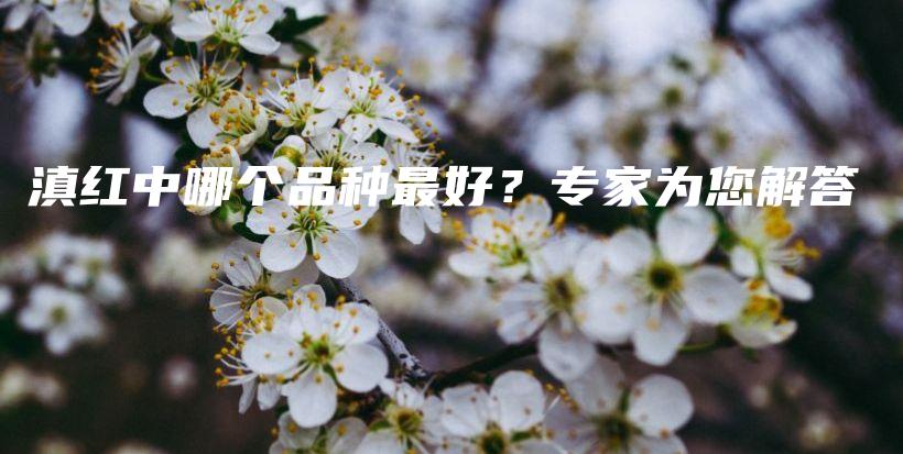 滇紅中哪個(gè)品種最好？專家為您解答插圖
