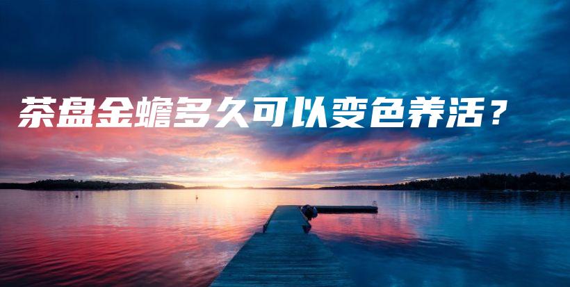 茶盤金蟾多久可以變色養(yǎng)活？插圖
