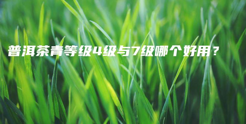 普洱茶青等級4級與7級哪個(gè)好用？插圖