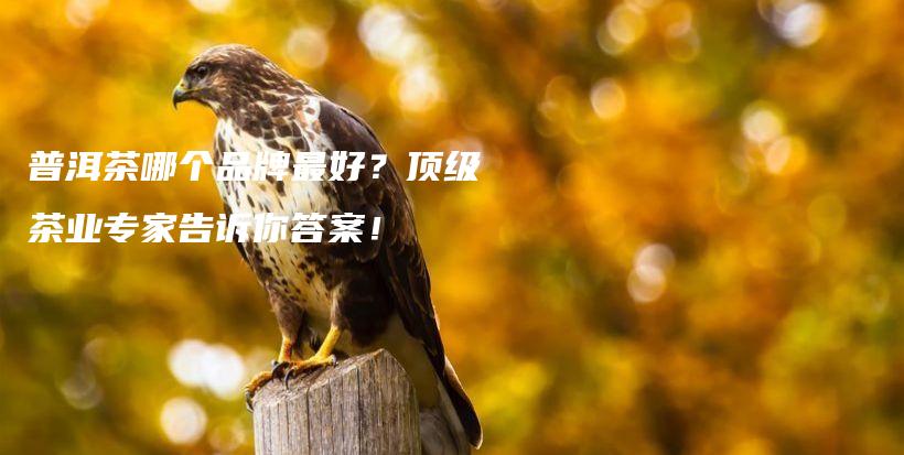 普洱茶哪個(gè)品牌最好？頂級(jí)茶業(yè)專家告訴你答案！插圖