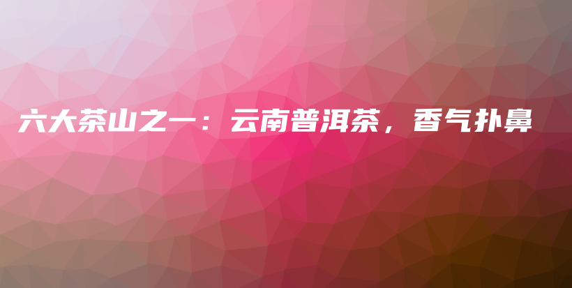 六大茶山之一：云南普洱茶，香氣撲鼻插圖