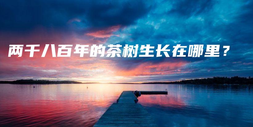 兩千八百年的茶樹(shù)生長(zhǎng)在哪里？插圖
