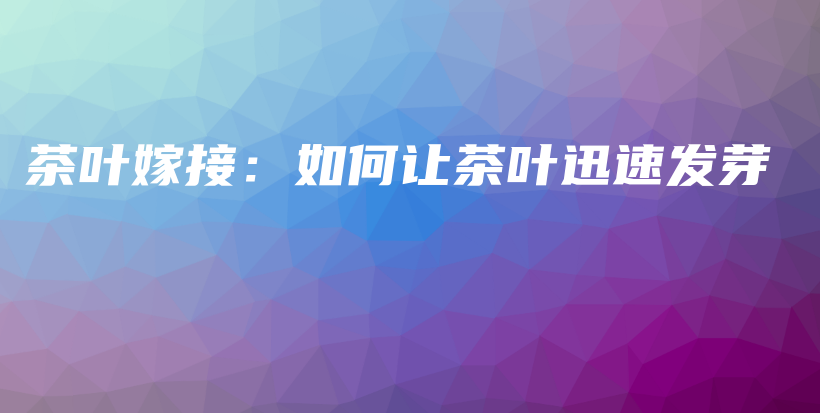茶葉嫁接：如何讓茶葉迅速發(fā)芽插圖