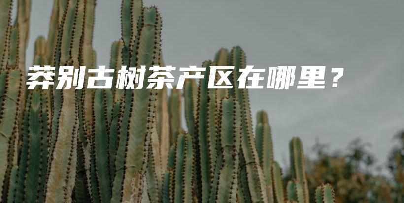 莽別古樹茶產(chǎn)區(qū)在哪里？插圖