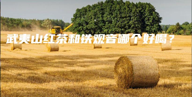 武夷山紅茶和鐵觀音哪個(gè)好喝？插圖
