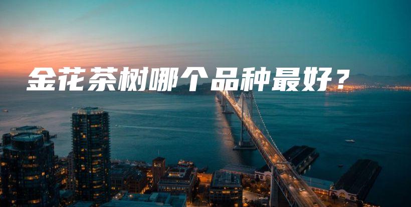 金花茶樹哪個(gè)品種最好？插圖