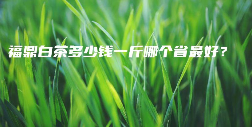 福鼎白茶多少錢一斤哪個省最好？插圖