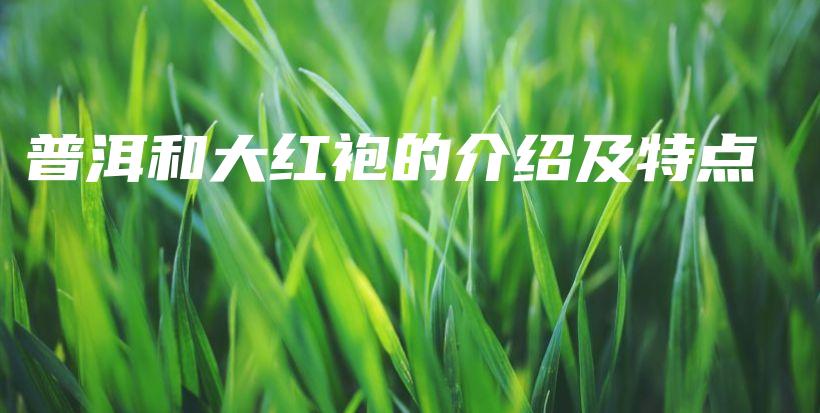 普洱和大紅袍的介紹及特點(diǎn)插圖