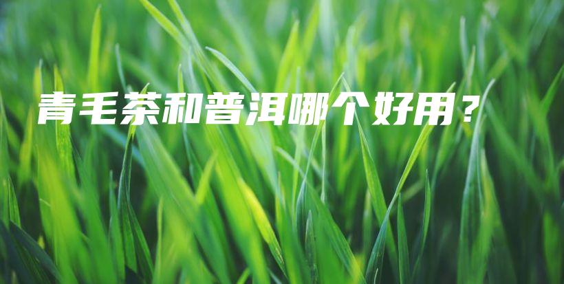 青毛茶和普洱哪個好用？插圖