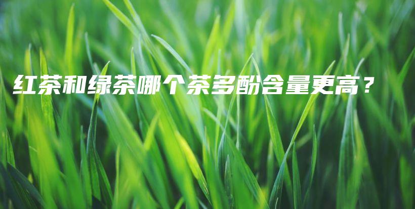 紅茶和綠茶哪個(gè)茶多酚含量更高？插圖