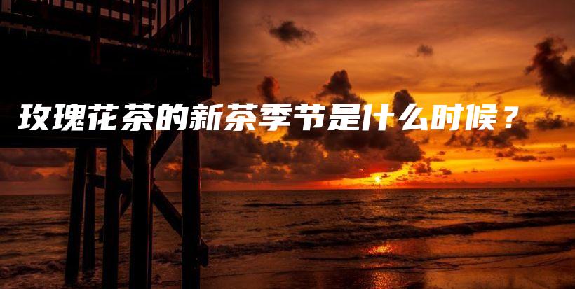 玫瑰花茶的新茶季節(jié)是什么時(shí)候？插圖