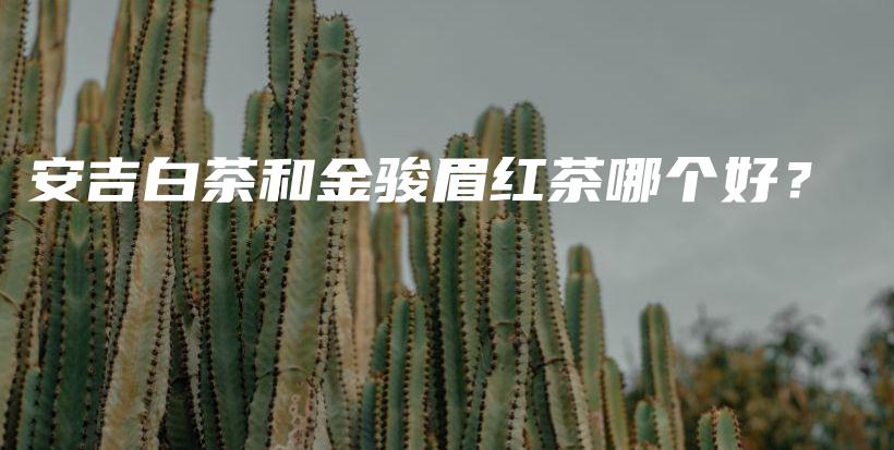 安吉白茶和金駿眉紅茶哪個好？插圖