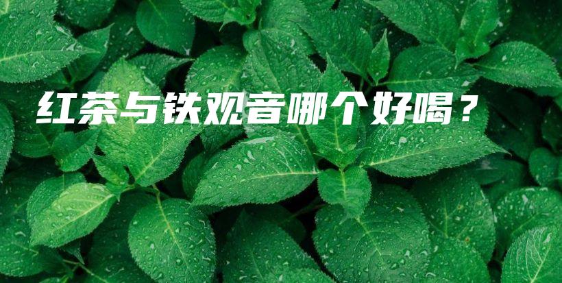 紅茶與鐵觀音哪個(gè)好喝？插圖
