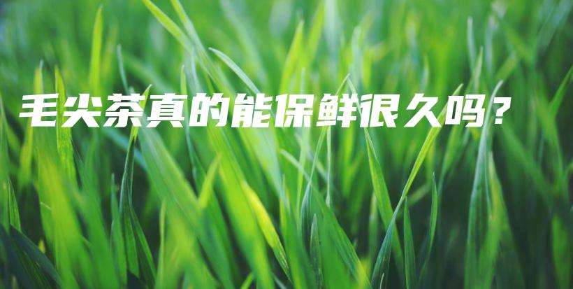 毛尖茶真的能保鮮很久嗎？插圖