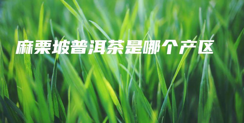 麻栗坡普洱茶是哪個產(chǎn)區(qū)插圖