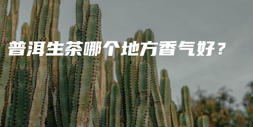 普洱生茶哪個地方香氣好？插圖