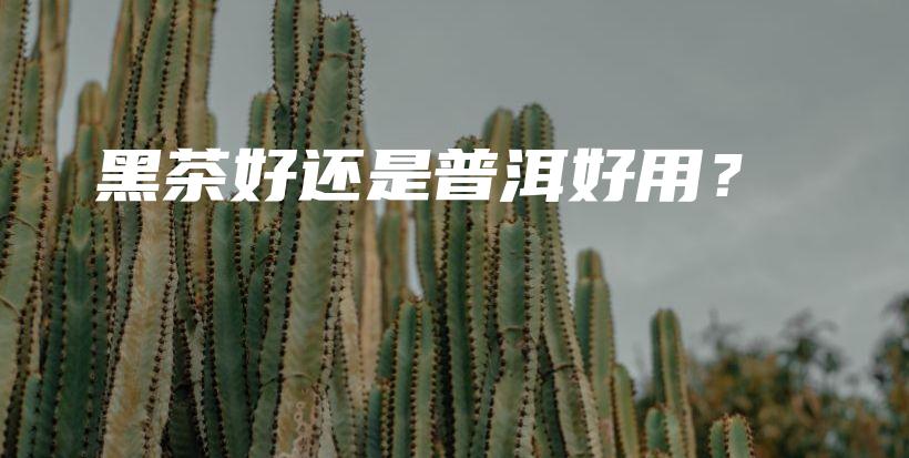 黑茶好還是普洱好用？插圖