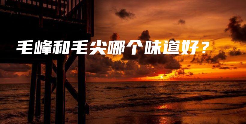 毛峰和毛尖哪個(gè)味道好？插圖
