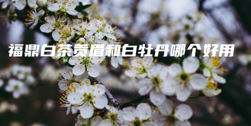 福鼎白茶貢眉和白牡丹哪個(gè)好用插圖