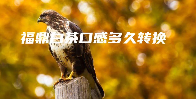 福鼎白茶口感多久轉(zhuǎn)換插圖