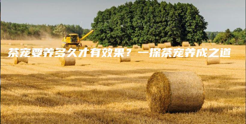 茶寵要養(yǎng)多久才有效果？一探茶寵養(yǎng)成之道插圖