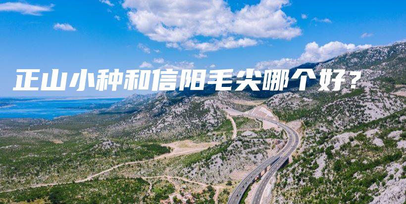 正山小種和信陽毛尖哪個好？插圖