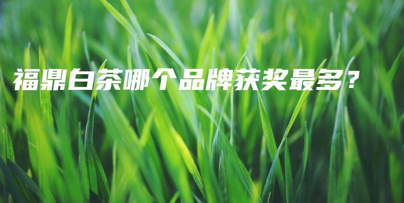 福鼎白茶哪個品牌獲獎最多？插圖