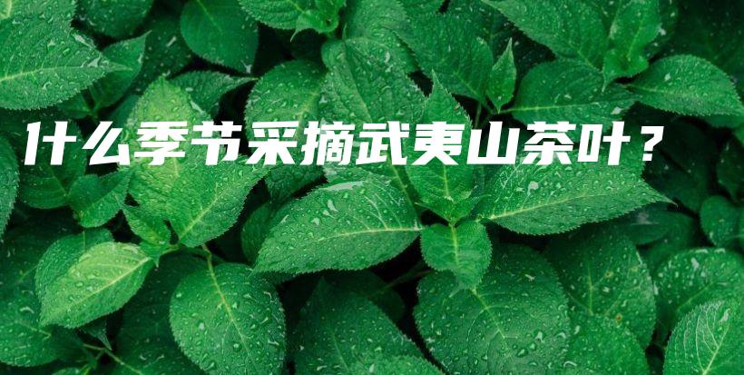什么季節(jié)采摘武夷山茶葉？插圖