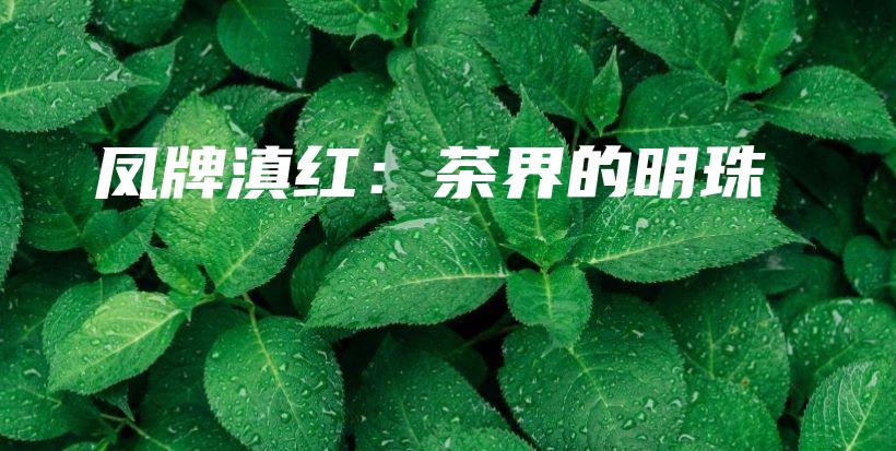 鳳牌滇紅：茶界的明珠插圖