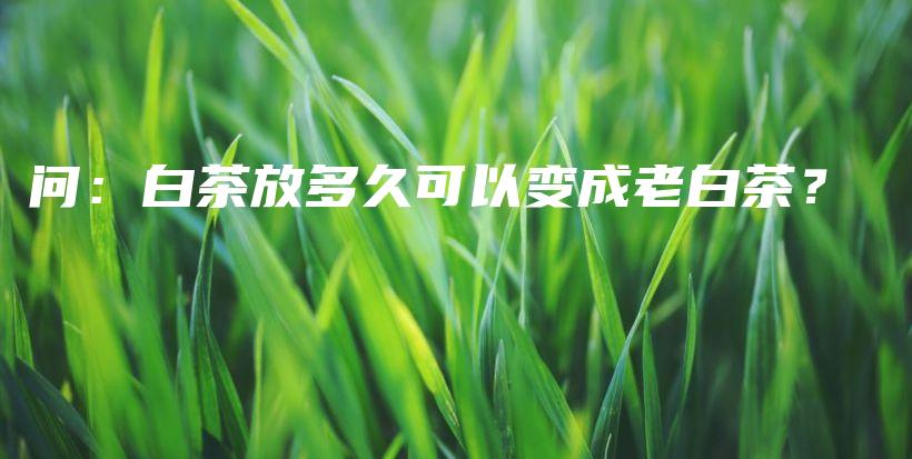 問：白茶放多久可以變成老白茶？插圖