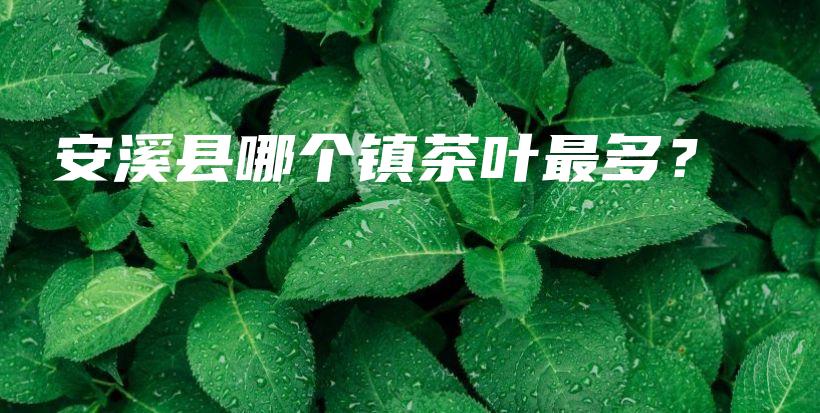 安溪縣哪個(gè)鎮(zhèn)茶葉最多？插圖