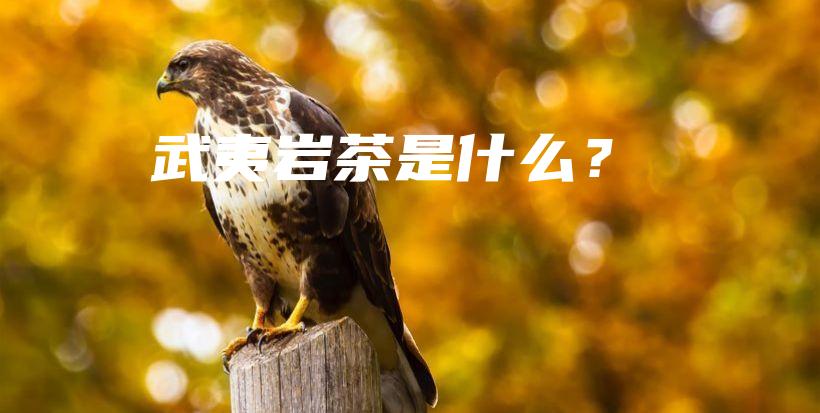 武夷巖茶是什么？插圖