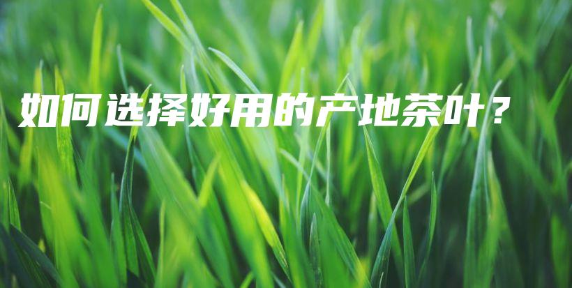 如何選擇好用的產(chǎn)地茶葉？插圖