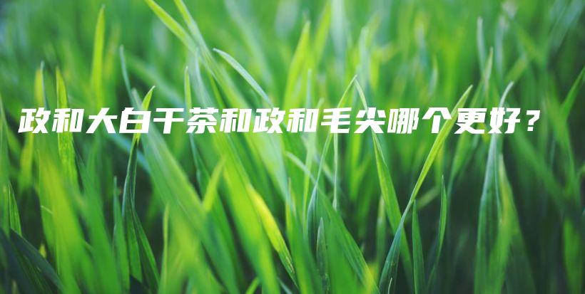 政和大白干茶和政和毛尖哪個更好？插圖