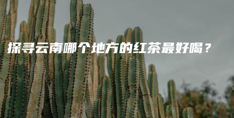 探尋云南哪個(gè)地方的紅茶最好喝？插圖