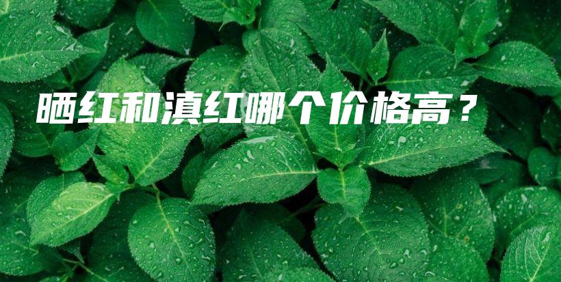 曬紅和滇紅哪個價格高？插圖