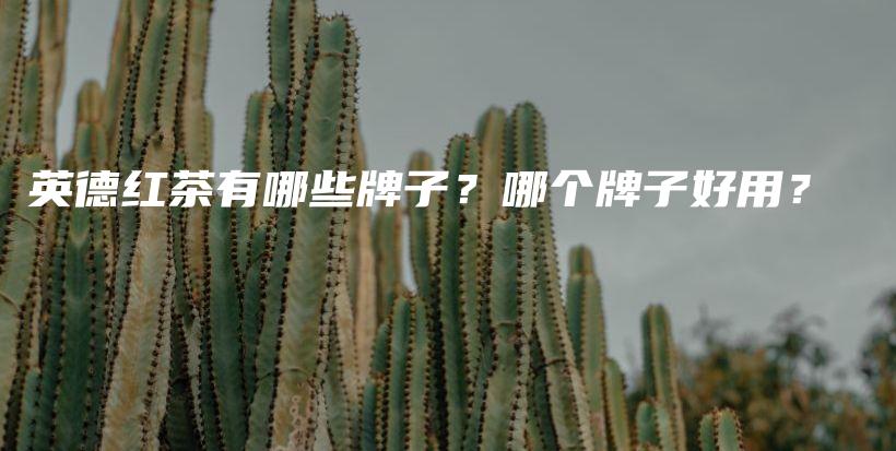 英德紅茶有哪些牌子？哪個(gè)牌子好用？插圖