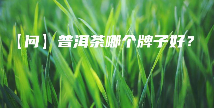 【問】普洱茶哪個牌子好？插圖