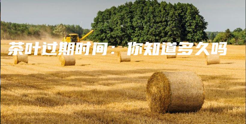 茶葉過期時間：你知道多久嗎插圖