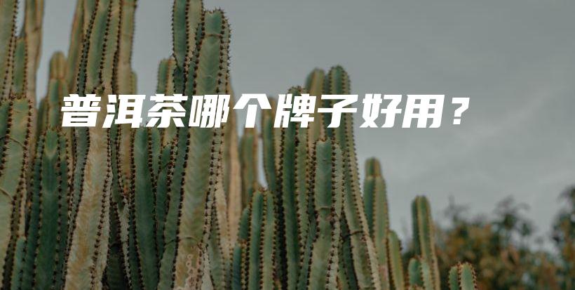 普洱茶哪個牌子好用？插圖
