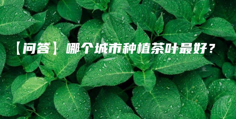 【問答】哪個城市種植茶葉最好？插圖