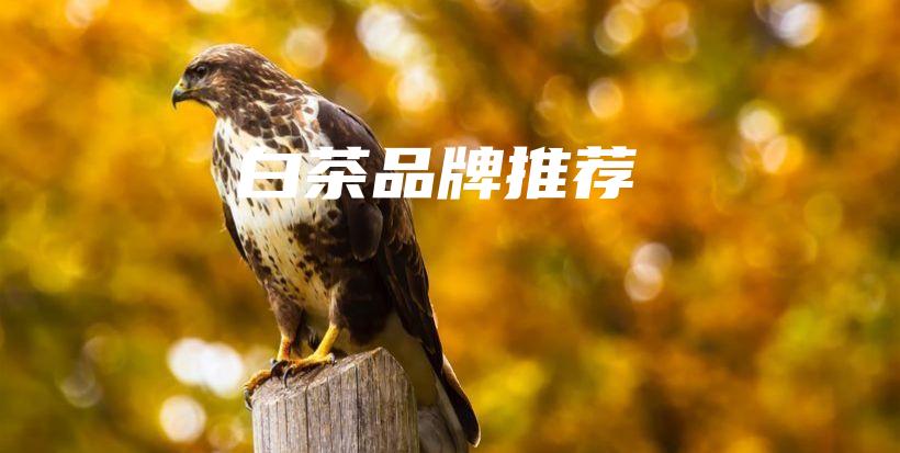白茶品牌推薦插圖