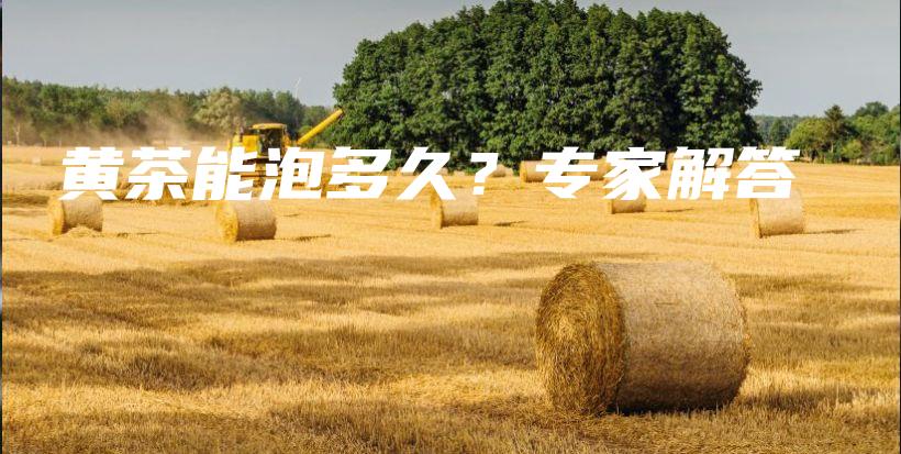 黃茶能泡多久？專家解答插圖