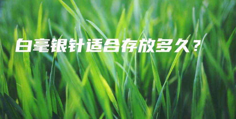 白毫銀針適合存放多久？插圖