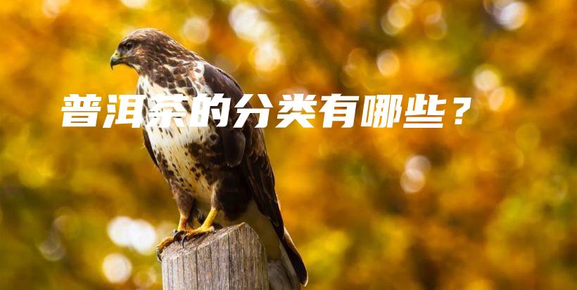 普洱茶的分類有哪些？插圖
