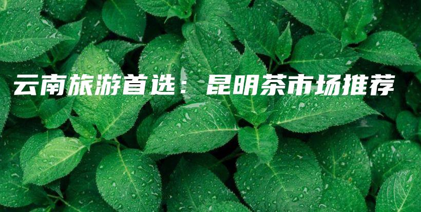 云南旅游首選：昆明茶市場推薦插圖
