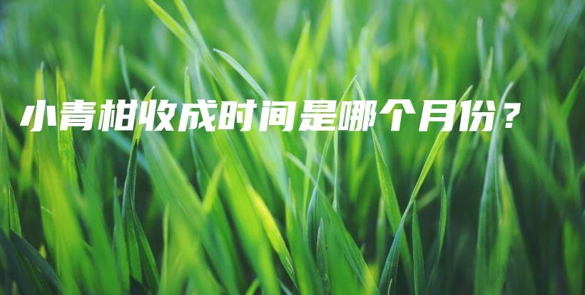 小青柑收成時(shí)間是哪個(gè)月份？插圖
